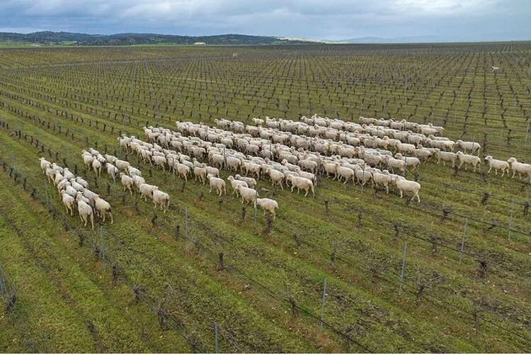 Bodegas Habla Schafe im Weinberg