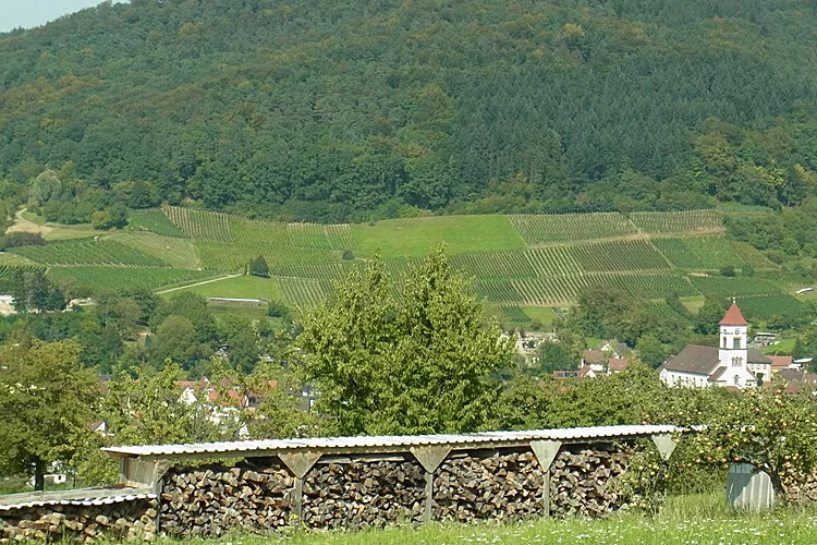 Enderle und Moll Weinberg-Panorama